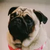 fridalapugcita