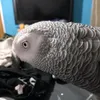 aleximpegnato