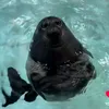 ariwilder