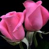 florestellez282