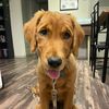 sadiethegolden3