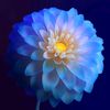 arfin_rifat_577