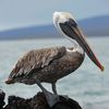 beachpelican