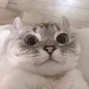 meowyt.66