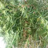 phu.12051988