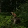 felix.von.der.ffmuenchen