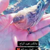 a_mr119