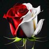user83408526663320