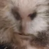 baerfrida
