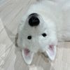 hikun_517_