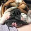 harry_the_bulldog5