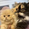 maggieandmilo