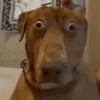 mucchien0gion