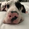 Malibu | Harlequin Great Dane
