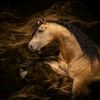 sparkky.10