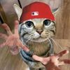 distracted_snitch