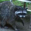 sweetestgarbagebear