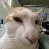 luonthanhhmoi