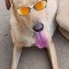 cachorro_caramelooo
