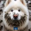 samoyedsky00