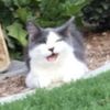 radcatru