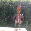 jalur850815945966