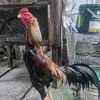 pabslines