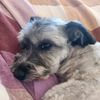 scoutthedumpling
