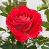 hoainamhoainam239
