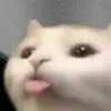 _niniboop