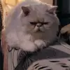 lovecathome2