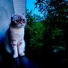 nika_latte