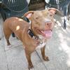 reyna_pitbull_rednose