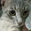 petlovers1235