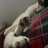 stiggyla