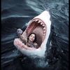 S🦈