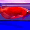 bassarowana