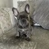 immilothefrenchie