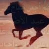 saharanights7