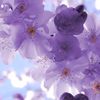 elfatimaorchid4