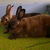 leo.sarah.bunnies