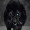 mrniazi006