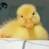 zeijana.crncevic