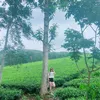 ngothuylinh.95