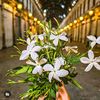 shamo_240