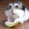 just_like_a_hamster