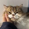 wizardcat23