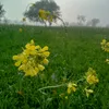 awan_zada93