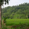 elayavinadia