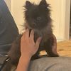 official_doggys.x